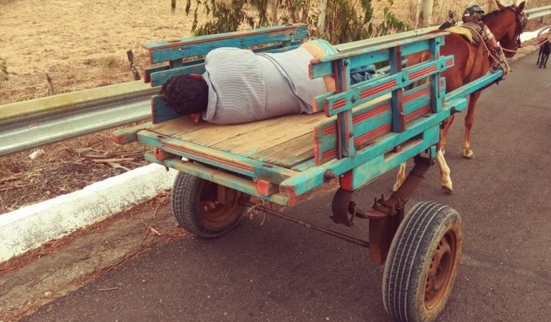 Homem é flagrado dormindo embriagado numa carroça de burro na BR 316 em Palmeira dos Índios 