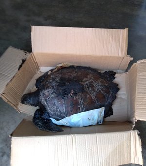 Tartaruga coberta por óleo é encontrada por banhistas, em Feliz Deserto