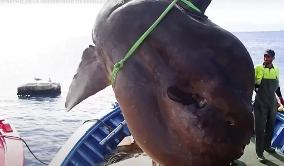 Gigante! Peixe-lua de 2t é achado por pescadores de atum - e volta ao mar