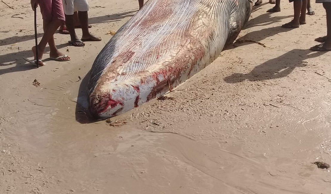 Baleia reintroduzida ao mar na Barra de Santo Antônio morre encalhada