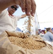 Programa Planta Alagoas fará entrega simbólica das sementes de arroz em Igreja Nova