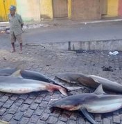 Pescadores capturam quatro tubarões em Piaçabuçu