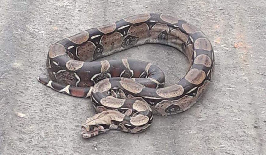 Cobra jiboia é capturada em Maragogi