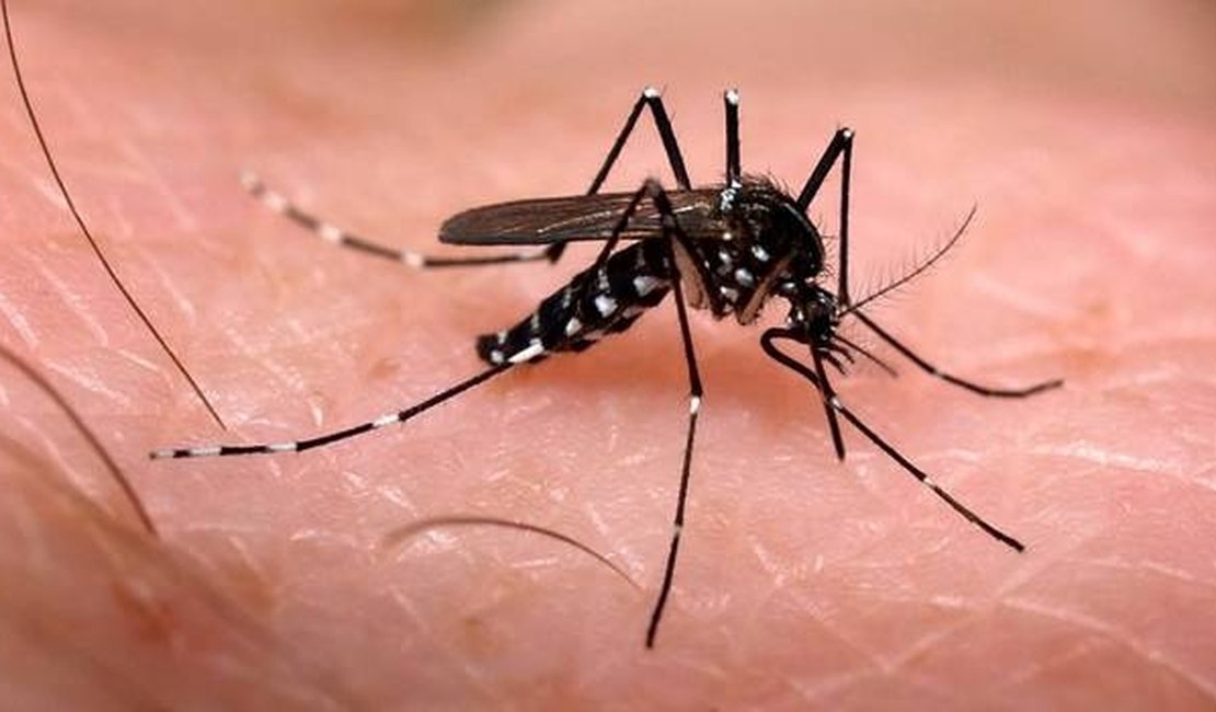 Aedes aegypti transmite doença que pode causar morte em cães