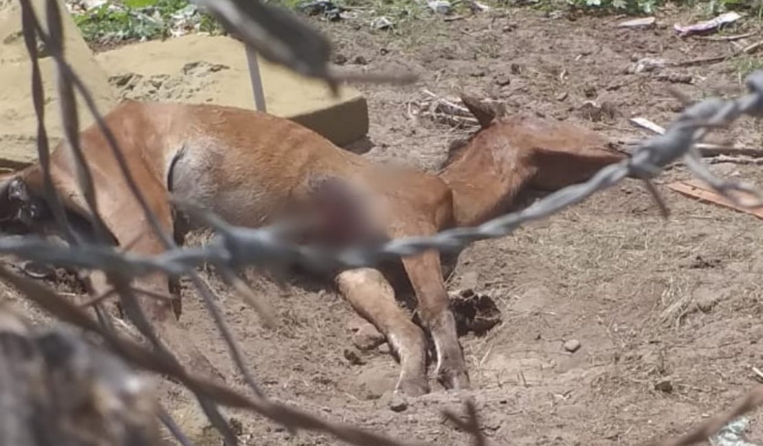 População denuncia animais agonizando em terreno no bairro da Levada