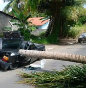 Queda de coqueiro deixa  carro destruído em Porto de Pedras