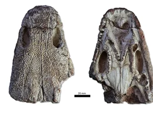 Fóssil gigante mais antigo que os dinossauros é achado no RS