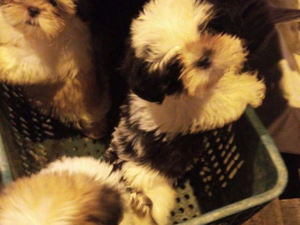 Cães da raça shih-tzu são resgatados após furto em pet shop na Jatiúca