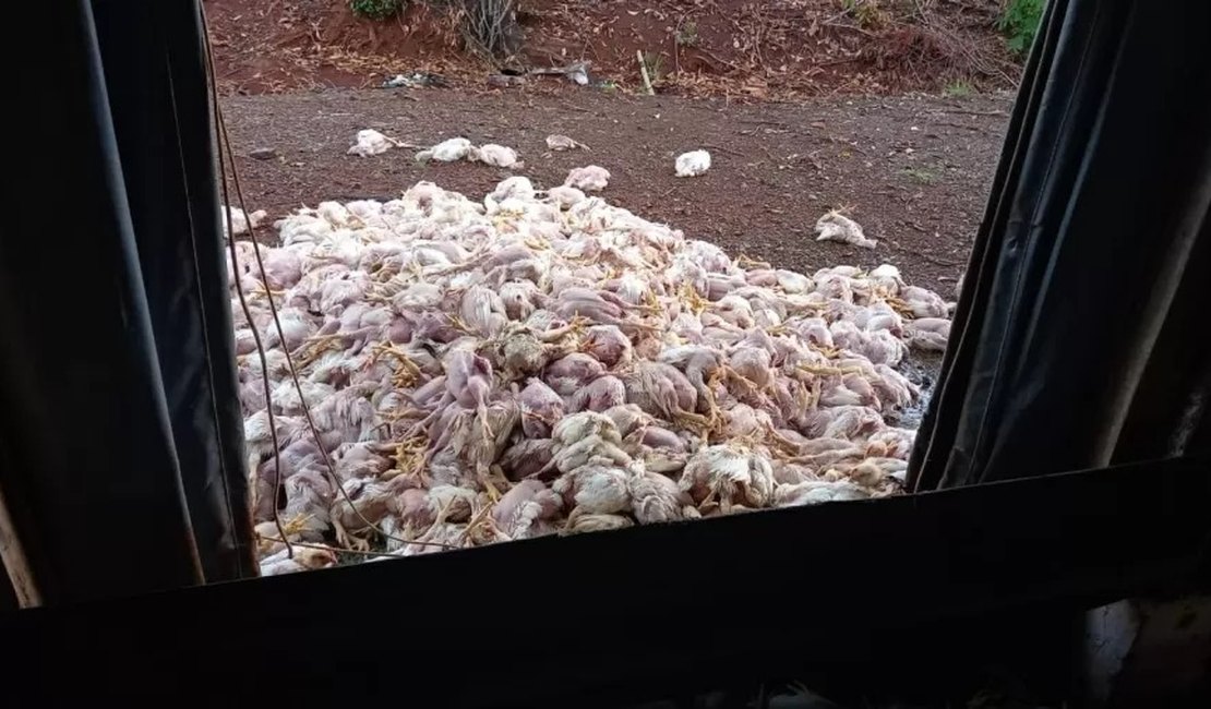 Mais de 4 mil frangos morrem de calor após faltar energia em granja