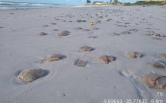 Águas-vivas nas areias do Pontal da Barra