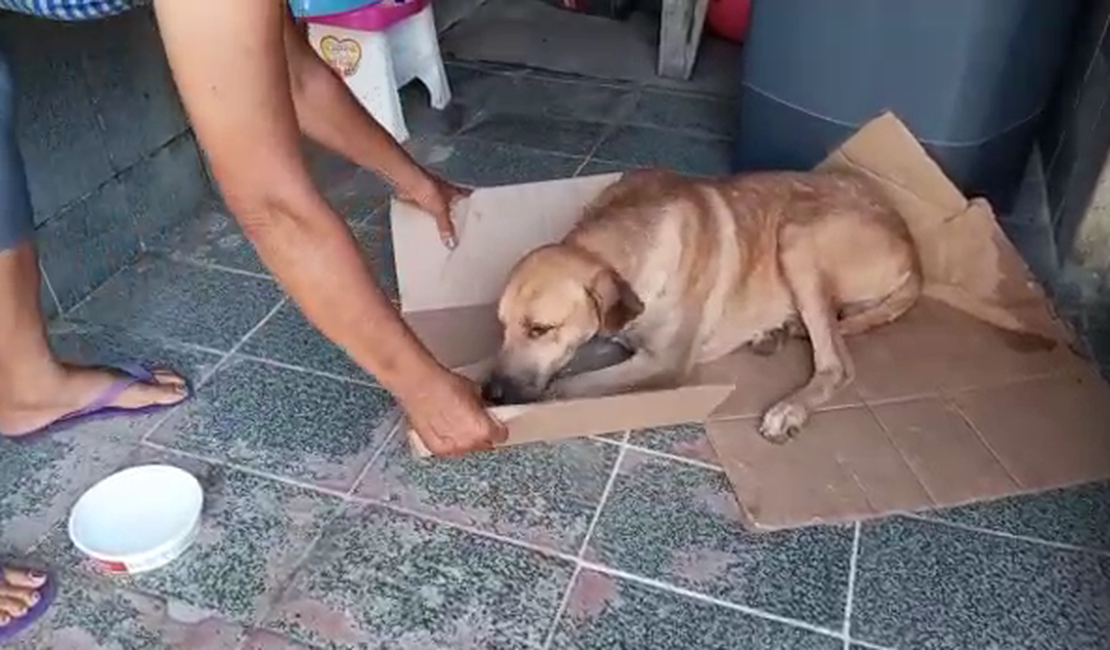 [Vídeo] Mulher resgata cachorro atropelado, mas precisa de ajuda para custear cirurgia
