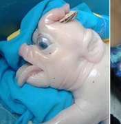 Porco 'mutante' nasce com 'tromba' na testa: 'símbolo de sorte'