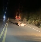 [Vídeo] Motoqueiro fica ferido ao bater veículo em jumento na AL 101 Norte