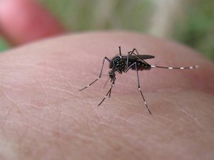 Maceió registra mais de 2 mil casos confirmados de dengue neste ano