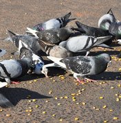 Vigilância de Zoonoses estuda medidas de contenção de pombos