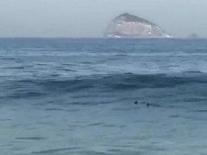 Tubarão é visto em praia do Rio de Janeiro