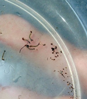 Água sanitária mata a larva do mosquito da dengue, chinkungunya e zika