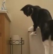 Homem descobre que gato é o responsável por sua conta de água aumentar 