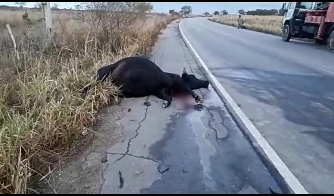 [Vídeo] Animal morre em acidente com ambulância em Batalha