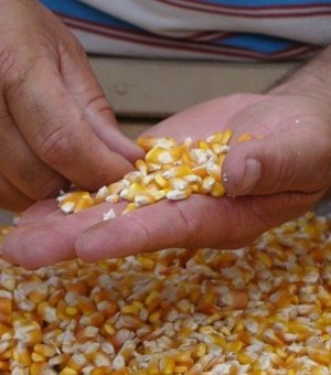 Governador entrega 123 toneladas de sementes em Delmiro Gouveia nesta segunda