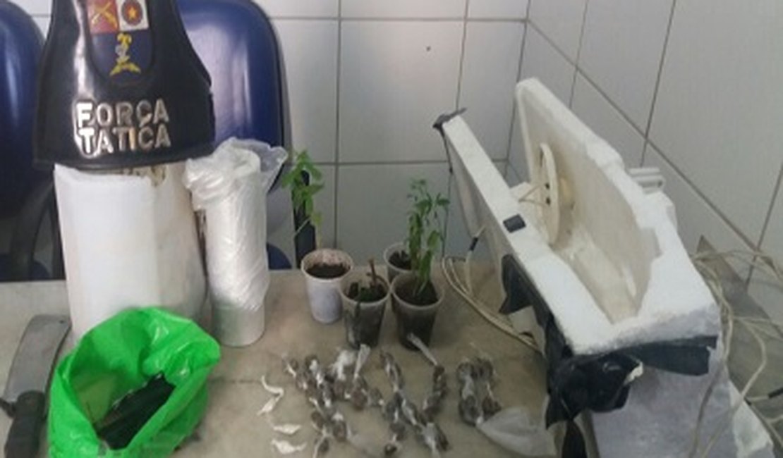 Após denúncia, jovem é preso cultivando maconha em casa