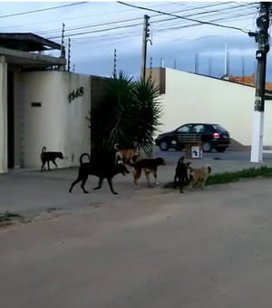 Motociclista saca revólver para executar cachorros de rua, em Arapiraca
