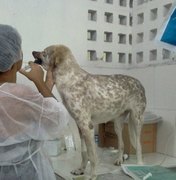 Administrador do Neafa é suspeito no caso de envenenamento de 30 cães