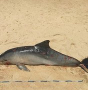 Golfinho é encontrado morto no litoral sul de Alagoas