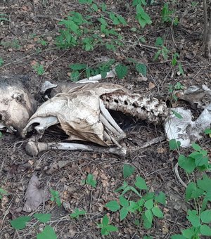 Cadáver é encontrado em zona rural de Igaci