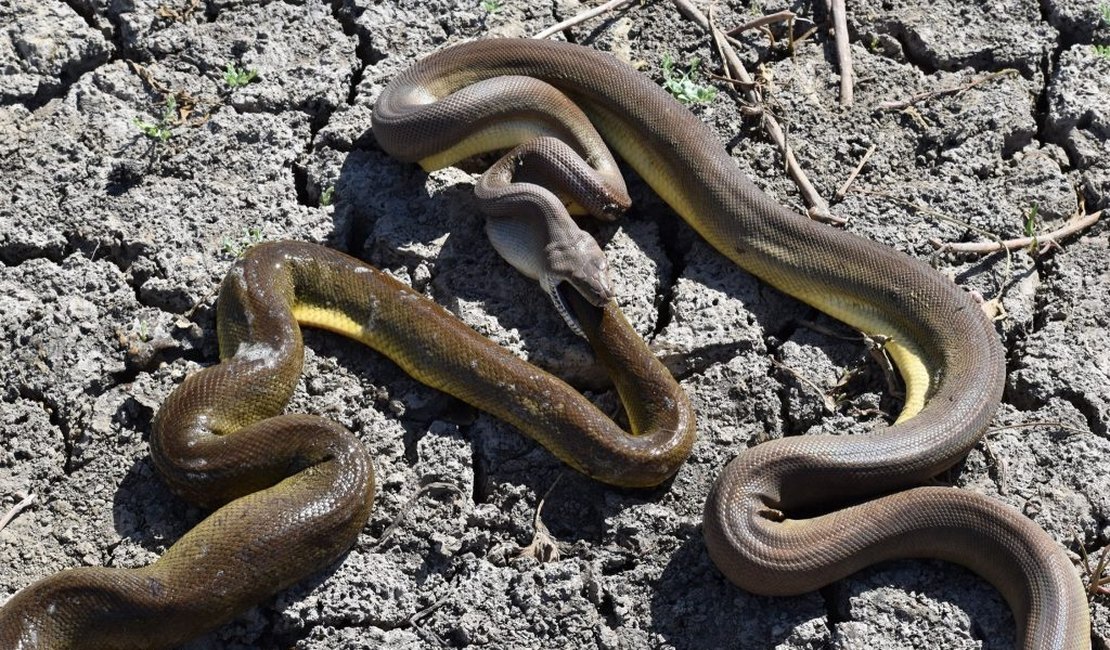 Cobra píton engole e depois “vomita” serpente da mesma espécie