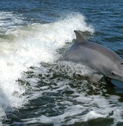 Lei que proíbe golfinhos e baleias em cativeiro é aprovada no Canadá
