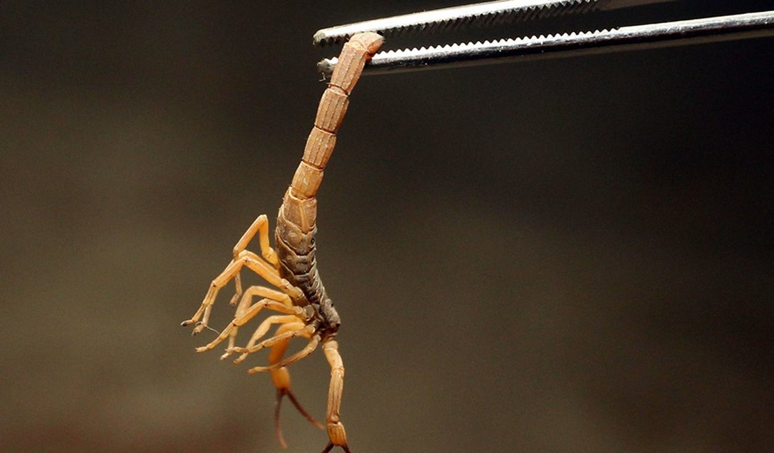 Acidentes com escorpião ultrapassam mais de 1500 casos em AL