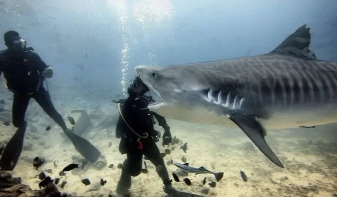 Tubarão parece morder cabeça de mergulhador em ilusão de ótica e viraliza