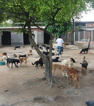 CRAE solicita doações para cães e gatos que estão sem ração