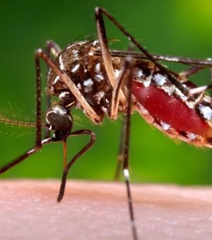 AL tem 11 municípios em situação de risco de surto de dengue, zika e chikungunya