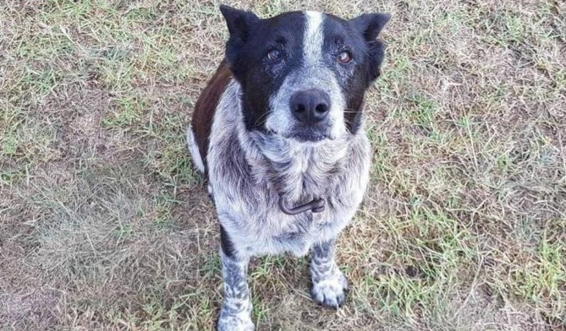 Cão surdo e parcialmente cego ajuda a resgatar menina desaparecida na Austrália