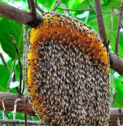  Idosa leva mais de 30 picadas de abelhas em Delmiro Gouveia