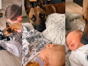 Cachorro reage a chegada de bebê e viraliza na internet; veja vídeo