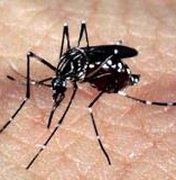 Brasil poderá ter vacina contra a dengue em 2019