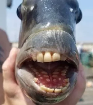 Pescador fisga peixe com 'dentes humanos' e assusta banhistas nos EUA