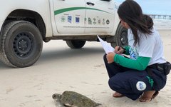 Uma tartaruga foi encontrada morta e a outra viva, em Paripueira