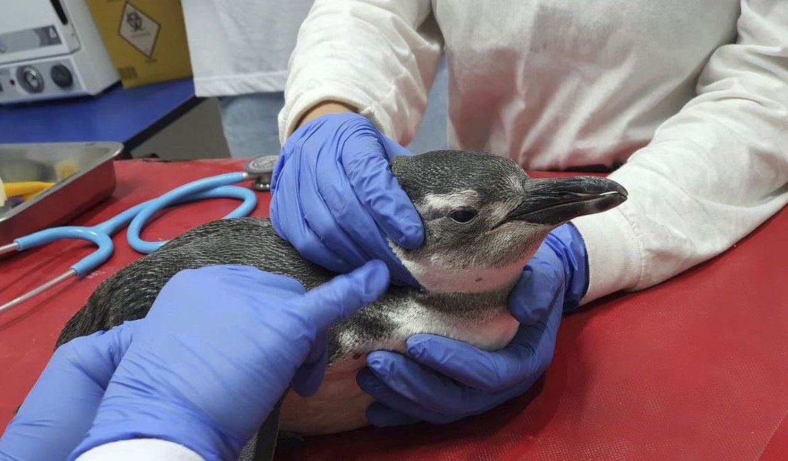 Petrobras resgatou este ano 3.084 pinguins nas praias brasileiras