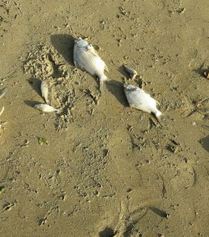 IMA investiga mortandade de peixes em Porto de Pedras
