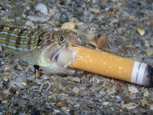 Máscaras e cigarro ao mar: prêmio de fotografia mostra impacto da poluição na vida marinha