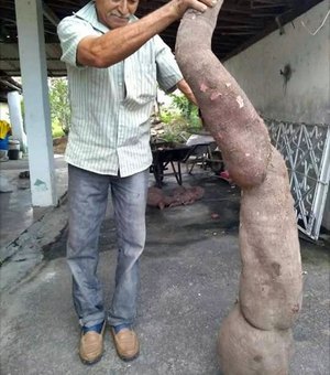 Agricultor colhe macaxeira de 27 kg em Boca da Mata