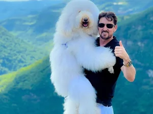 Conheça Bredy, o poodle gigante de 30 kg que faz sucesso nas redes sociais