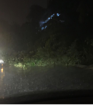 Devido às fortes chuvas, árvore cai na Ladeira Geraldo Melo, em Maceió