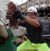 Cientistas encontram 'barata gigante' que vive no fundo do mar