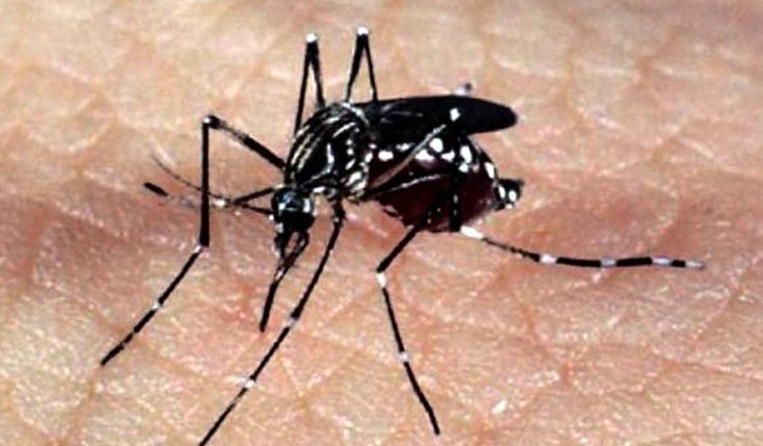 Secretaria confirma 393 casos de chikungunya e 683 de zika vírus em Maceió