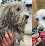 Meu Amigo Pet resgata cadela vítima de maus-tratos durante mutirão em Arapiraca